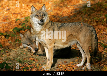 Coppia di lupi grigi in autunno (Canis lupus) Foto Stock