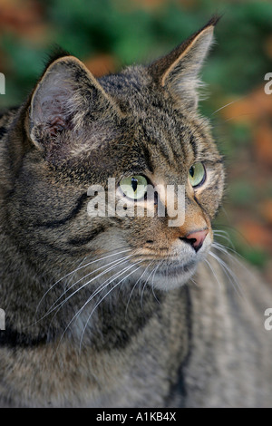 Il gatto selvatico - ritratto (Felis silvestris) Foto Stock