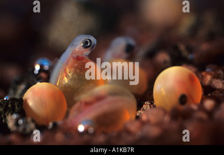 La trota arcobaleno (Oncorhynchus mykiss) la schiusa Foto Stock