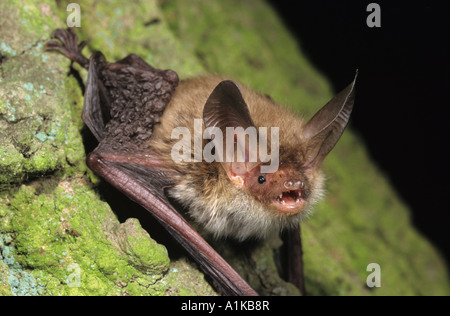 Bechstein bat (Myotis bechsteinii) Foto Stock