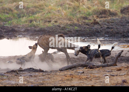 Wilddogs africana - Lycaon pictus - sono a caccia di una giovane carless kudu. Linyanti, Chobe National Park, Botswana, Africa Foto Stock