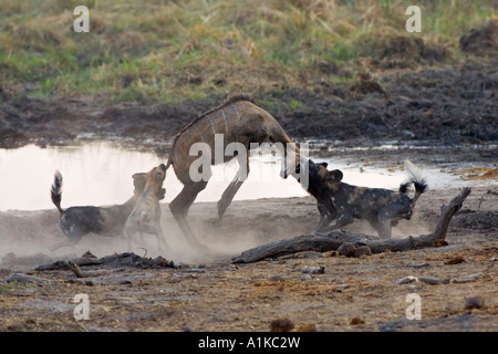 Wilddogs africana - Lycaon pictus - sono a caccia di una giovane carless kudu.Linyanti, Chobe National Park, Botswana, Africa Foto Stock