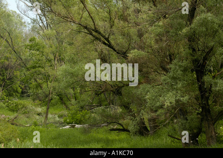 Schoenau al Danubio, Riverside foreste Foto Stock