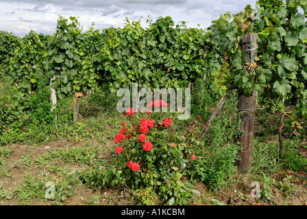 Vigneto vicino Deutschkreutz Burgenland Austria Foto Stock