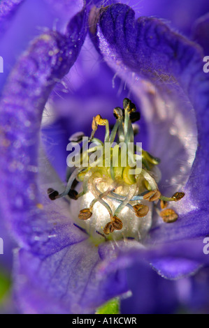 Blossum del monkshood (Aconitum napellus), Aconitum, dettaglio Foto Stock