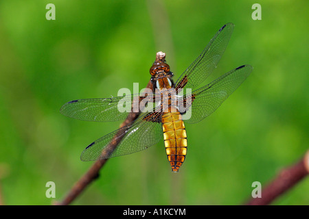 Ampio femmina corposo Chaser (Libellula depressa) Foto Stock