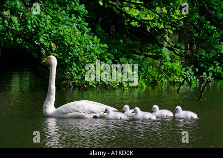 Whooper Swan con i pulcini di nuotare in acqua (Cygnus cygnus) Foto Stock