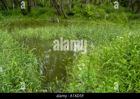 Schoenau al Danubio, Riverside foreste Foto Stock