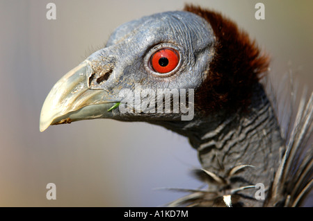 Vulturine le faraone (Acryllium vulturinum) ritratto Foto Stock