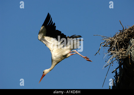 Flying Cicogna bianca (Ciconia ciconia) Foto Stock