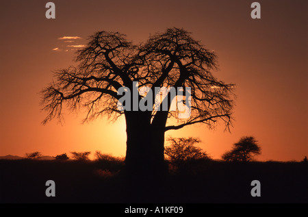Silhouette di baobab contro il sole di setting Foto Stock