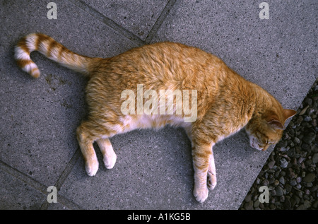 Ritratto di overhead di ginger tom Gatto sdraiato su di esso lato s Foto Stock