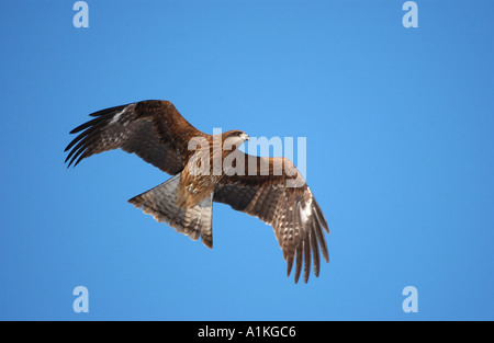 Nibbio volare nel cielo blu Hokkaido in Giappone Foto Stock