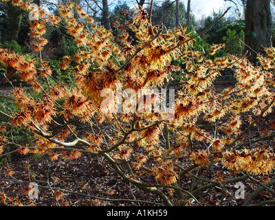 Hamamelis x intermedia un tizzone fioritura invernale arbusto con il nome comune di amamelide Foto Stock