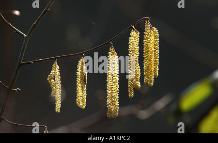 Hazel amento il fiore del nocciolo o Cob albero di noce Foto Stock