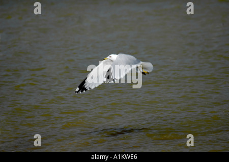 Anello di Gabbiano fatturati in volo Foto Stock