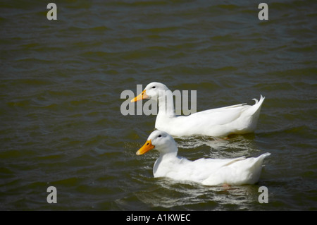 Profilo di una coppia di anatre bianco a nuotare in un lago fotografato in un parco in Kentucky USA Foto Stock