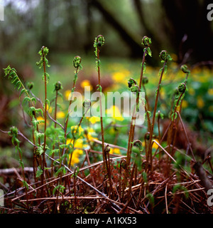 Pteridium aquilinum bracken le fronde in un bosco di Gallese Carmarthenshire Wales UK KATHY DEWITT Foto Stock