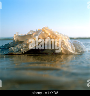 Meduse sulla spiaggia a Pembrey South Wales UK Foto Stock