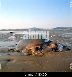 Meduse sulla spiaggia a Pembrey Country Park South Wales UK Foto Stock