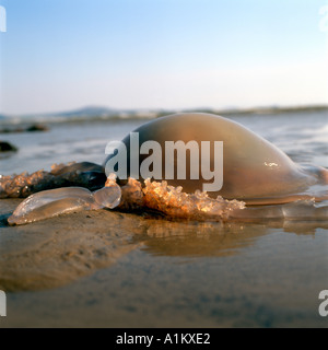 Meduse sulla spiaggia a Pembrey Country Park South Wales UK Foto Stock