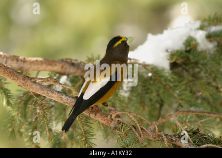 Gli uccelli del Nord America sera Grosbeak; Coccothraustes vespertinus ; alimentando i suoi giovani Foto Stock