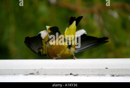 Gli uccelli del Nord America sera Grosbeak; Coccothraustes vespertinus; alimentando i suoi giovani Foto Stock