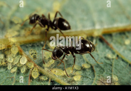 Nero Garden formiche Lasius niger tendente afidi per la melata Regno Unito Foto Stock