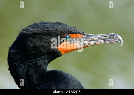 Double Crested cormorano Phalacrocorax auritus Everglades della Florida USA Foto Stock