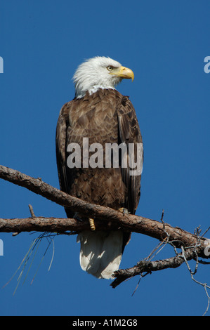 Aquila calva Haliaeetus leucocephalus Florida USA Foto Stock