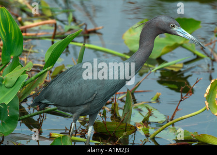 Piccolo airone cenerino Egretta caerulea Everglades della Florida USA Foto Stock
