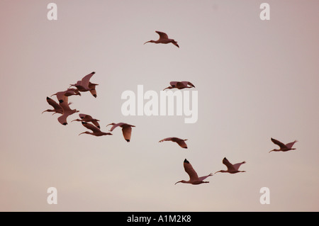Ibis bianco Eudocimus albus Everglades della Florida USA Foto Stock