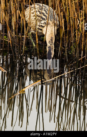 Tarabuso Botaurus stellaris in piedi in reedbed la pesca con la riflessione in acqua Lee Valley Park Foto Stock