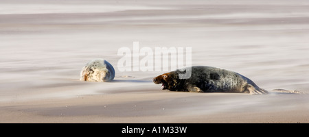 Guarnizione grigio (Halichoerus grypus) mucca con pup su soffiata dal vento barra di sabbia Donna Nook Lincolnshire Foto Stock