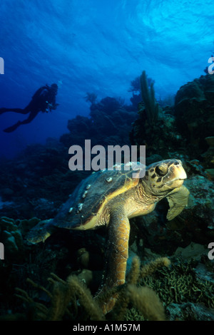 Una femmina di tartaruga caretta, Caretta caretta, con un subacqueo sulla barriera corallina in Bonaire, Antille olandesi, dei Caraibi Foto Stock