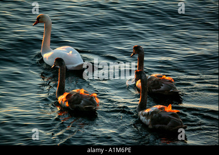 Mute cigno famiglia, Cygnus olor, in luce l'ultima sera nel Oslofjord, Østfold, Norvegia. Foto Stock