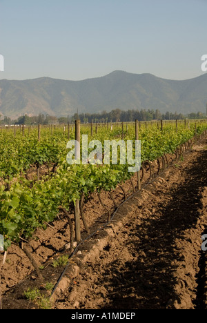 Il Cile paese vitivinicolo vigneti della cantina Undurraga Vina Undurraga vicino a Santiago Foto Stock