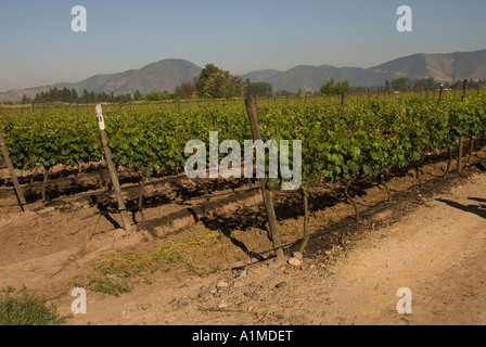 Il Cile paese del vino Vigna in cantina Undurraga Vina Undurraga vicino a Santiago Foto Stock