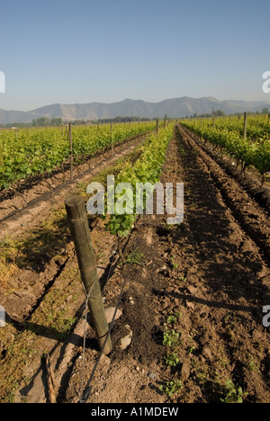 Il Cile paese del vino Vigna in cantina Undurraga Vina Undurraga vicino a Santiago Foto Stock