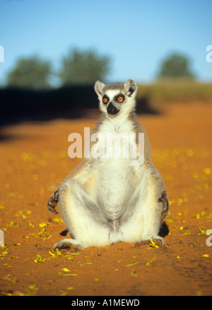Femmina lemure ringtailed a prendere il sole sul terreno a riserva Berenty Madagascar Foto Stock