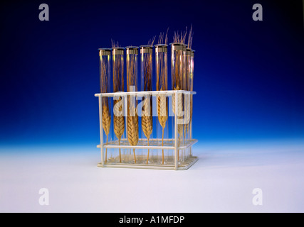 Le orecchie in testtubes simbolismo per le Biotecnologie e alimenti di design Foto Stock