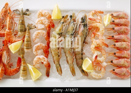 Vari tipi di gamberi con limoni su ghiaccio tritato 1 Foto Stock