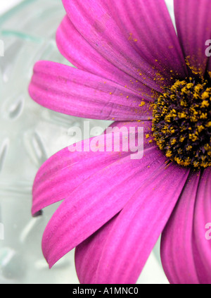 Viola Osteospermum Daisy in un vaso Foto Stock