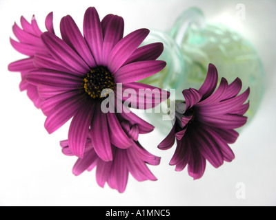 Viola Osteospermum Daisy in un vaso di vetro Foto Stock