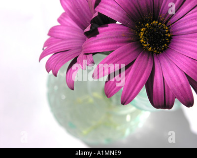 Gerbia rosa fiori in un vaso di vetro Foto Stock