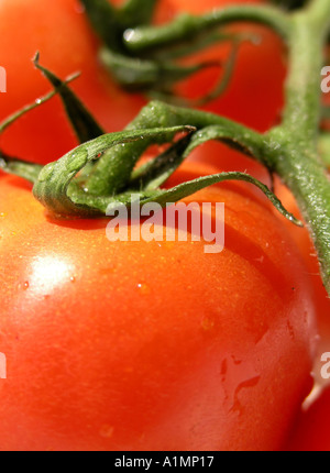 Pomodori organici sulla vite Foto Stock