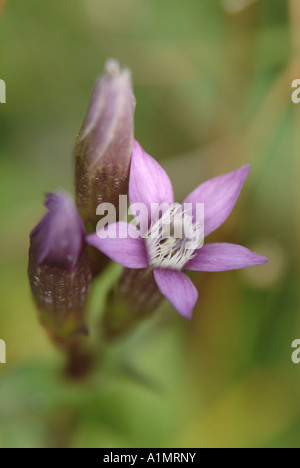 Chiltern genziana (Gentianella germanica) Foto Stock