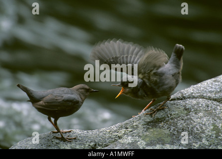 AMERICAN BILANCIERE (Cinclus mexicanus) Stati Uniti Washington cascate orientale neonata accattonaggio da madre Foto Stock