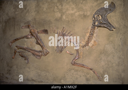 Fossile di dinosauro di (Cretaceo Lambeosaurus) Royal Tyrell Museum Drumheller Alberta Canada Foto Stock