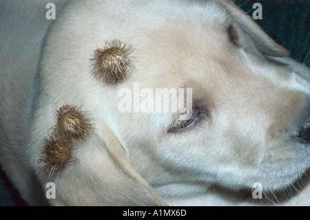 Bardana sbavature sul giallo cucciolo di laboratorio Foto Stock